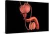 Conceptual Image of Human Male Reproductive Organs-null-Stretched Canvas