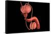 Conceptual Image of Human Male Reproductive Organs-null-Framed Stretched Canvas