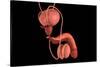 Conceptual Image of Human Male Reproductive Organs-null-Stretched Canvas