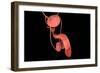 Conceptual Image of Human Male Reproductive Organs-null-Framed Art Print