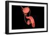 Conceptual Image of Human Male Reproductive Organs-null-Framed Art Print