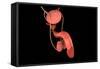 Conceptual Image of Human Male Reproductive Organs-null-Framed Stretched Canvas