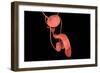 Conceptual Image of Human Male Reproductive Organs-null-Framed Premium Giclee Print