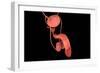 Conceptual Image of Human Male Reproductive Organs-null-Framed Premium Giclee Print