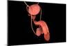 Conceptual Image of Human Male Reproductive Organs-null-Mounted Premium Giclee Print