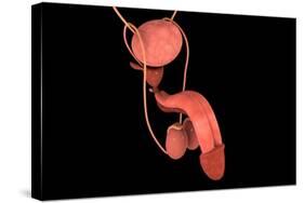 Conceptual Image of Human Male Reproductive Organs-null-Stretched Canvas