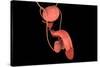 Conceptual Image of Human Male Reproductive Organs-null-Stretched Canvas