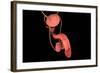 Conceptual Image of Human Male Reproductive Organs-null-Framed Art Print