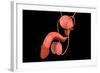 Conceptual Image of Human Male Reproductive Organs-null-Framed Art Print