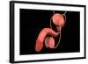 Conceptual Image of Human Male Reproductive Organs-null-Framed Art Print