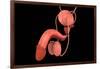 Conceptual Image of Human Male Reproductive Organs-null-Framed Art Print