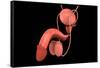 Conceptual Image of Human Male Reproductive Organs-null-Framed Stretched Canvas