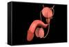 Conceptual Image of Human Male Reproductive Organs-null-Framed Stretched Canvas