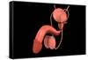 Conceptual Image of Human Male Reproductive Organs-null-Framed Stretched Canvas