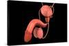 Conceptual Image of Human Male Reproductive Organs-null-Stretched Canvas