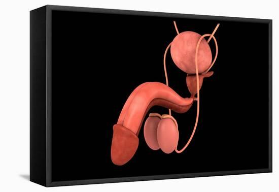 Conceptual Image of Human Male Reproductive Organs-null-Framed Stretched Canvas