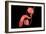 Conceptual Image of Human Male Reproductive Organs-null-Framed Art Print