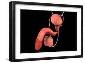 Conceptual Image of Human Male Reproductive Organs-null-Framed Art Print