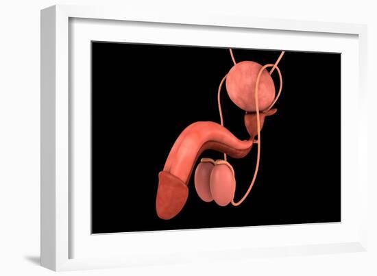 Conceptual Image of Human Male Reproductive Organs-null-Framed Art Print