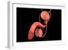 Conceptual Image of Human Male Reproductive Organs-null-Framed Art Print