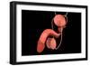 Conceptual Image of Human Male Reproductive Organs-null-Framed Premium Giclee Print