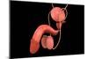 Conceptual Image of Human Male Reproductive Organs-null-Mounted Premium Giclee Print