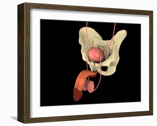 Conceptual Image of Human Male Reproductive Organs-null-Framed Art Print