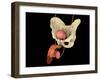 Conceptual Image of Human Male Reproductive Organs-null-Framed Art Print