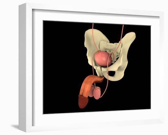 Conceptual Image of Human Male Reproductive Organs-null-Framed Art Print