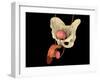 Conceptual Image of Human Male Reproductive Organs-null-Framed Art Print