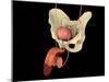 Conceptual Image of Human Male Reproductive Organs-null-Mounted Art Print