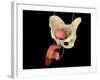 Conceptual Image of Human Male Reproductive Organs-null-Framed Art Print