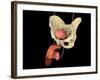 Conceptual Image of Human Male Reproductive Organs-null-Framed Art Print