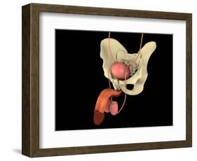 Conceptual Image of Human Male Reproductive Organs-null-Framed Art Print