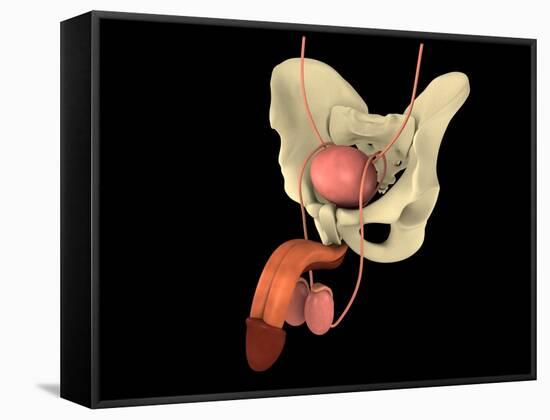 Conceptual Image of Human Male Reproductive Organs-null-Framed Stretched Canvas