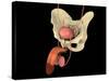 Conceptual Image of Human Male Reproductive Organs-null-Stretched Canvas