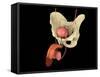 Conceptual Image of Human Male Reproductive Organs-null-Framed Stretched Canvas