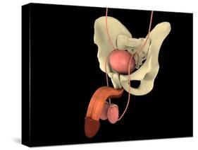 Conceptual Image of Human Male Reproductive Organs-null-Stretched Canvas