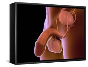 Conceptual Image of Human Male Reproductive Organs-null-Framed Stretched Canvas