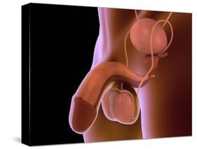 Conceptual Image of Human Male Reproductive Organs-null-Stretched Canvas
