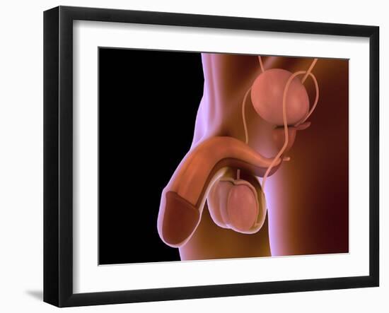 Conceptual Image of Human Male Reproductive Organs-null-Framed Art Print