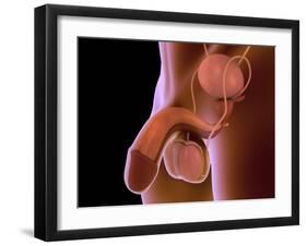 Conceptual Image of Human Male Reproductive Organs-null-Framed Art Print