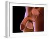 Conceptual Image of Human Male Reproductive Organs-null-Framed Art Print