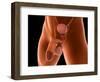 Conceptual Image of Human Male Reproductive Organs-null-Framed Premium Giclee Print