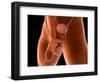 Conceptual Image of Human Male Reproductive Organs-null-Framed Premium Giclee Print