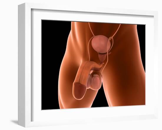 Conceptual Image of Human Male Reproductive Organs-null-Framed Art Print