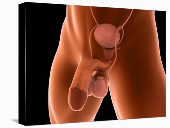 Conceptual Image of Human Male Reproductive Organs-null-Stretched Canvas