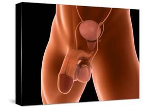 Conceptual Image of Human Male Reproductive Organs-null-Stretched Canvas