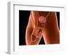 Conceptual Image of Human Male Reproductive Organs-null-Framed Art Print