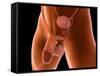 Conceptual Image of Human Male Reproductive Organs-null-Framed Stretched Canvas